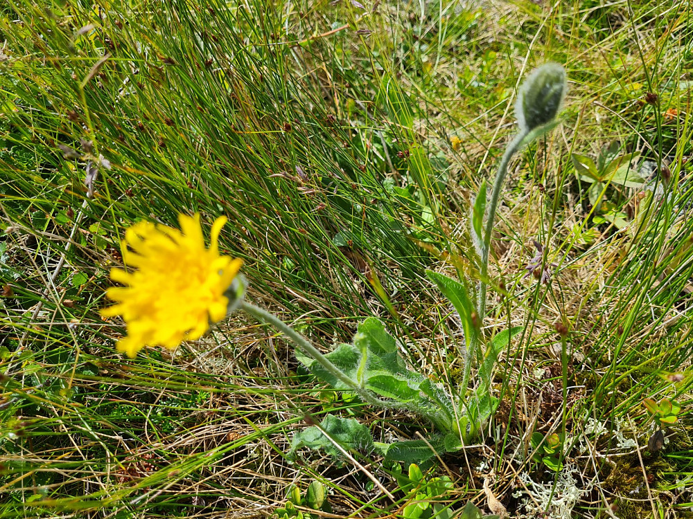 Fjellsveve