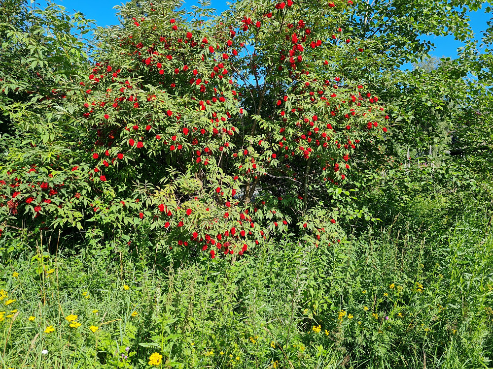 Rødhyll, uønsket, men flott
