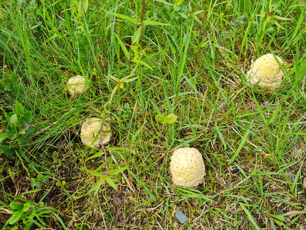 Brun fluesopp