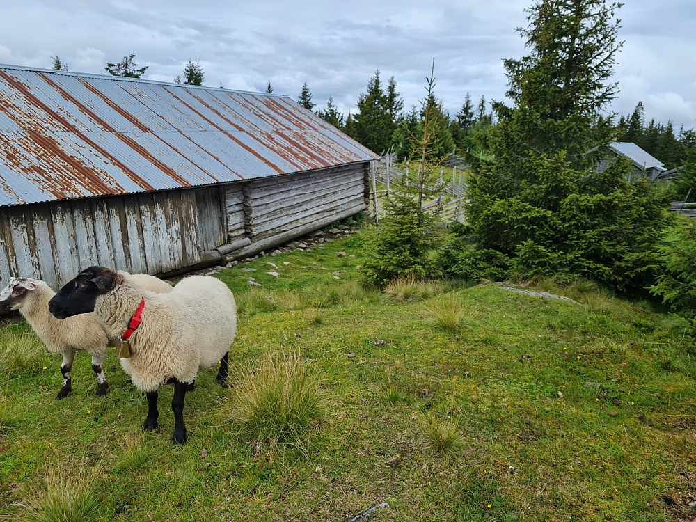 Flere tindebestigere på Rindåsen