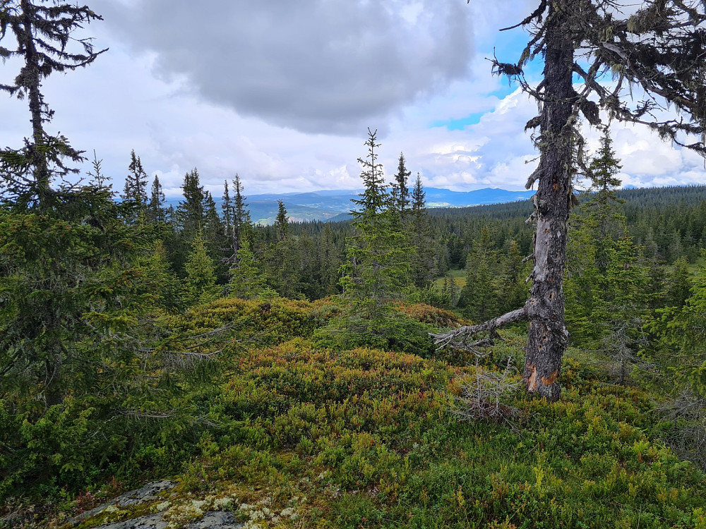 Rindåsen trigpunkt