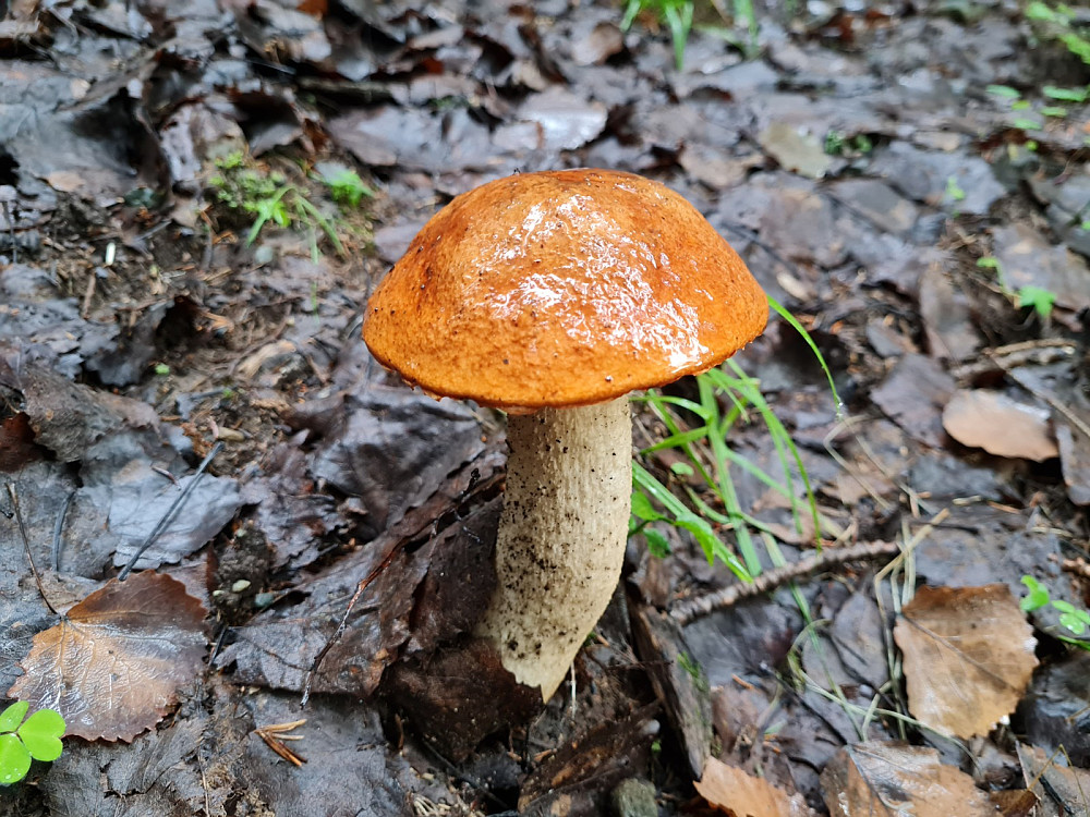 Ospeskrubb i Hakkerudsveråket