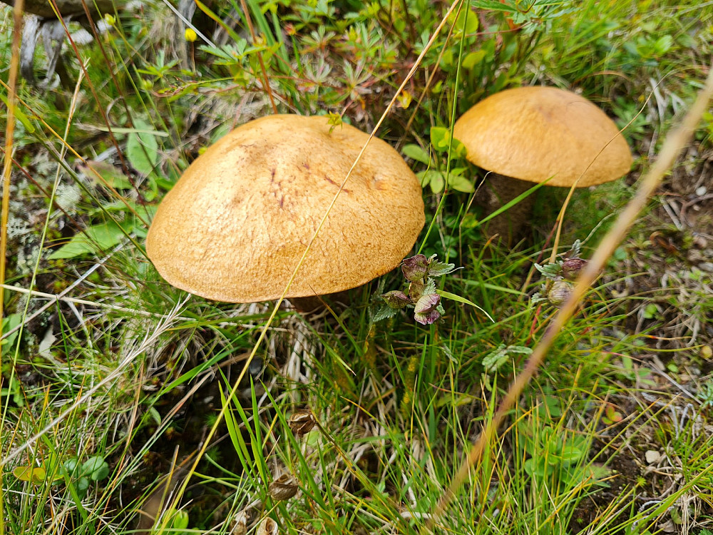 Brunskrubb på Ringasetra
