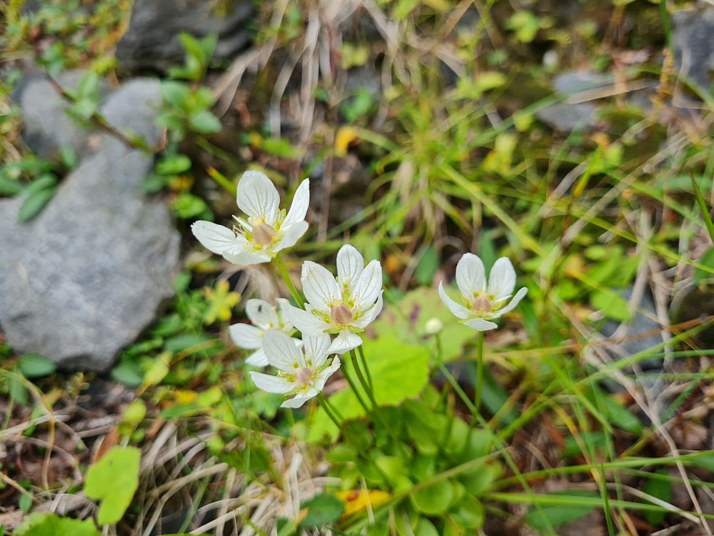 Jåblom
