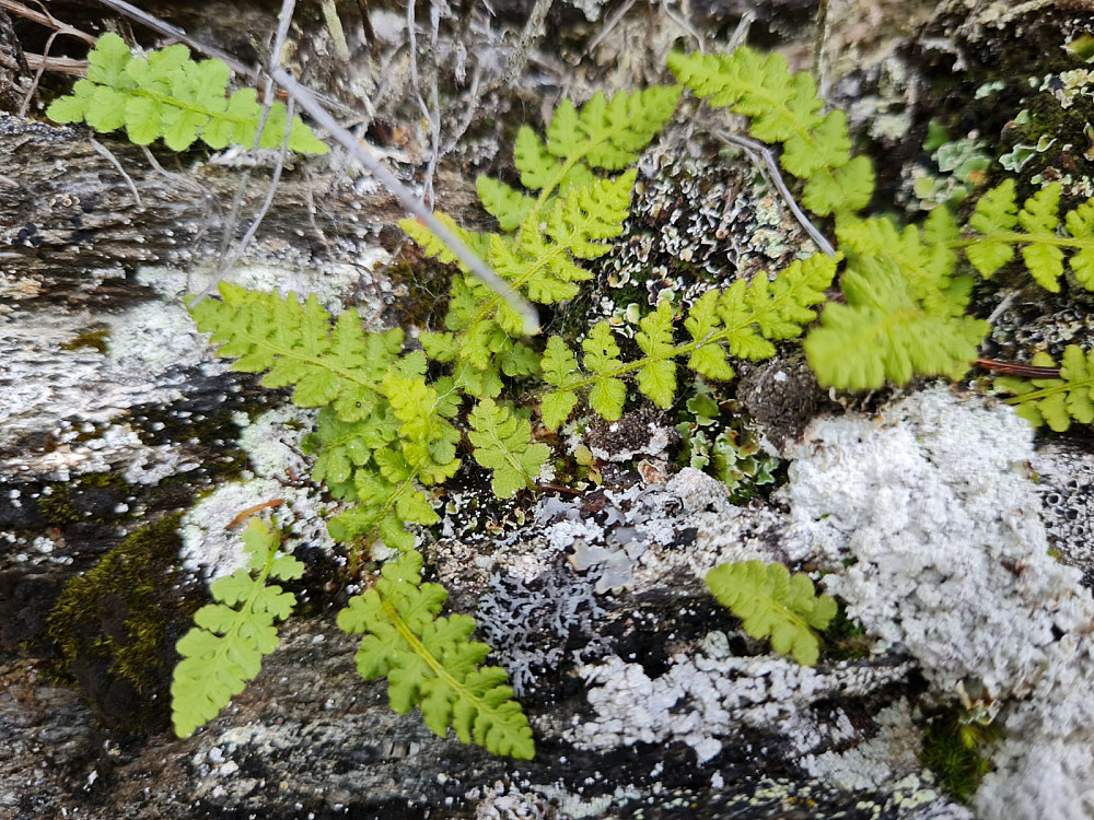 Lodnebregne i berg ned fra Linvikknappen