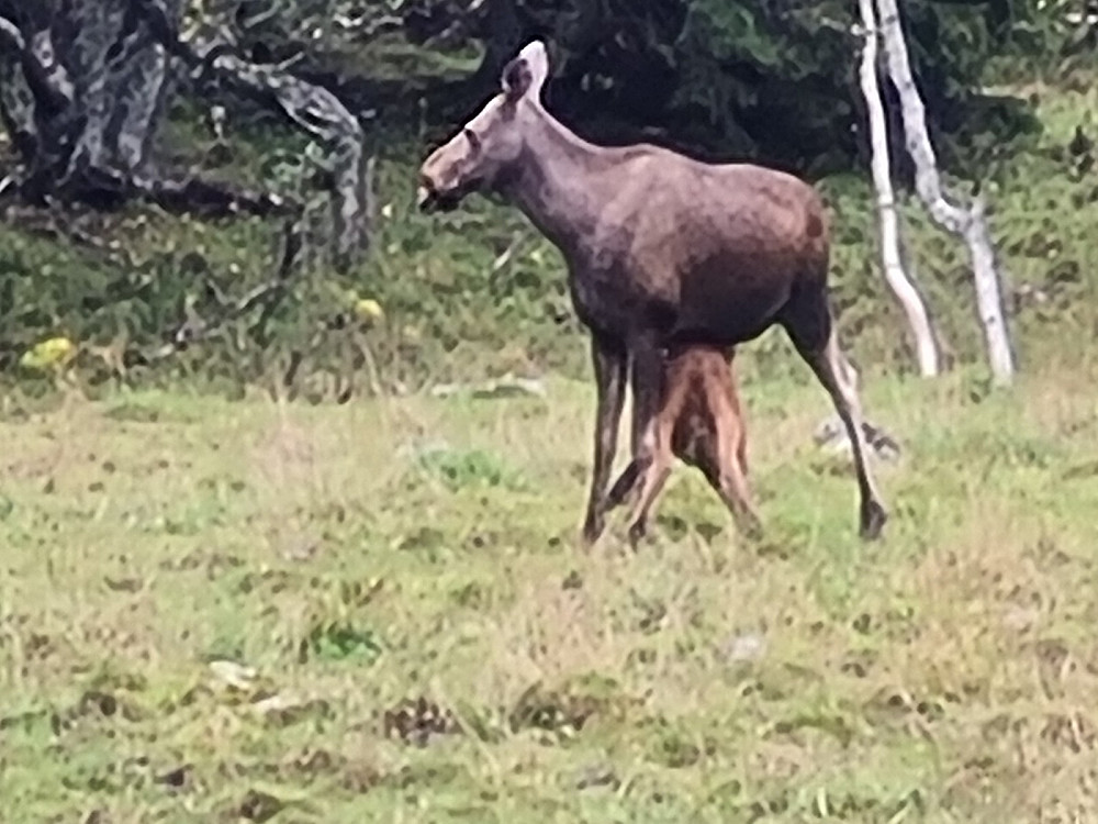 Elgku med kalv på Storsetra