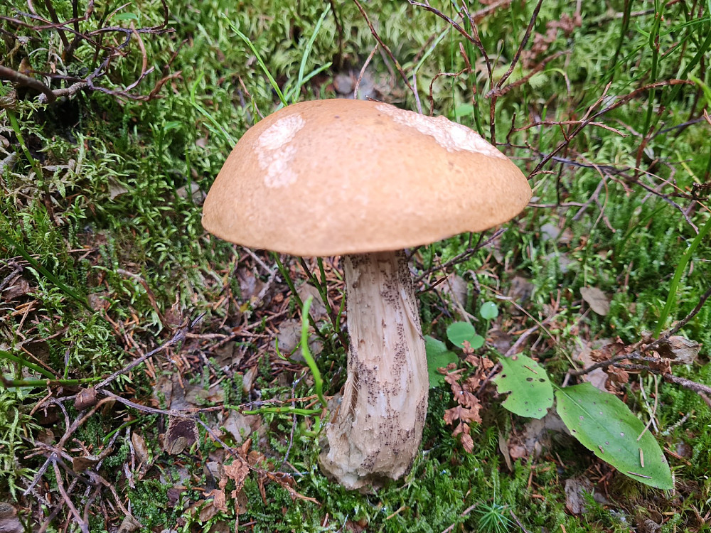 Brunskrubb