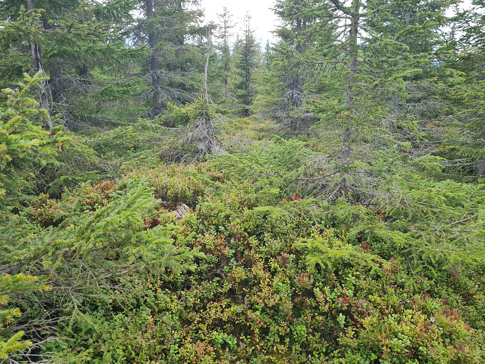 Kollummyrhaugen
