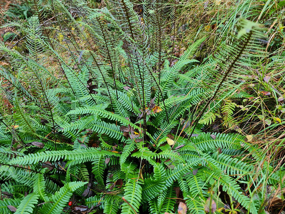 Bjørnekam, Blechnum spicant. Mengder av denne bregnen langs råket
