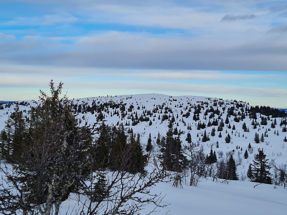 På Storrtjønnhaugen