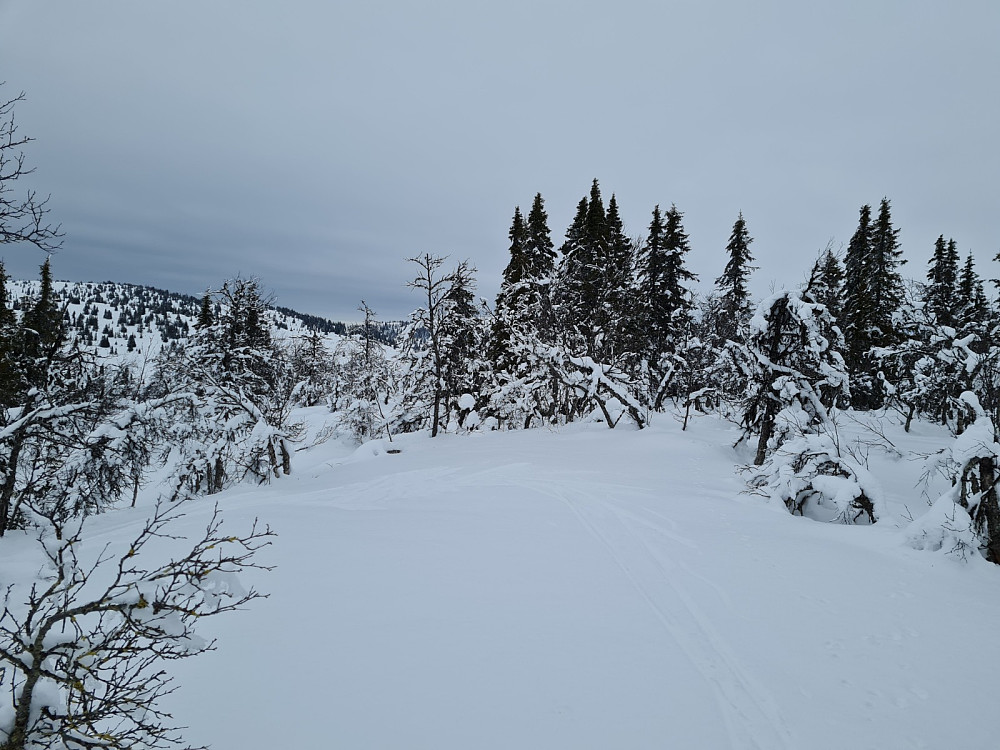 Nyseterhøgda