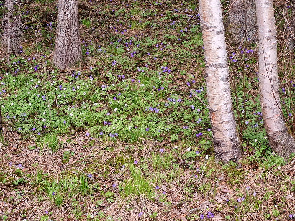 Solsida i Auggedalen er Blåveisdalen på denne tida