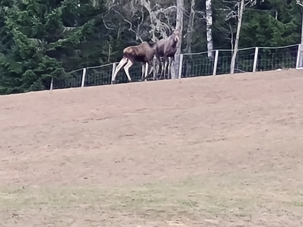 Elger i Hakkerudsvea