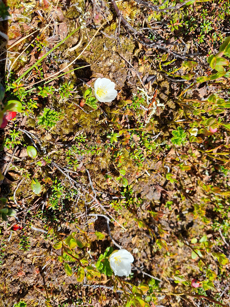 Begynnende molteblomstring