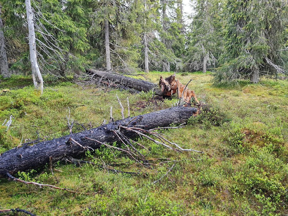 Storseterhøgda