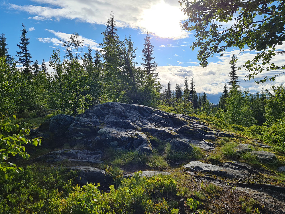 Vardkampen