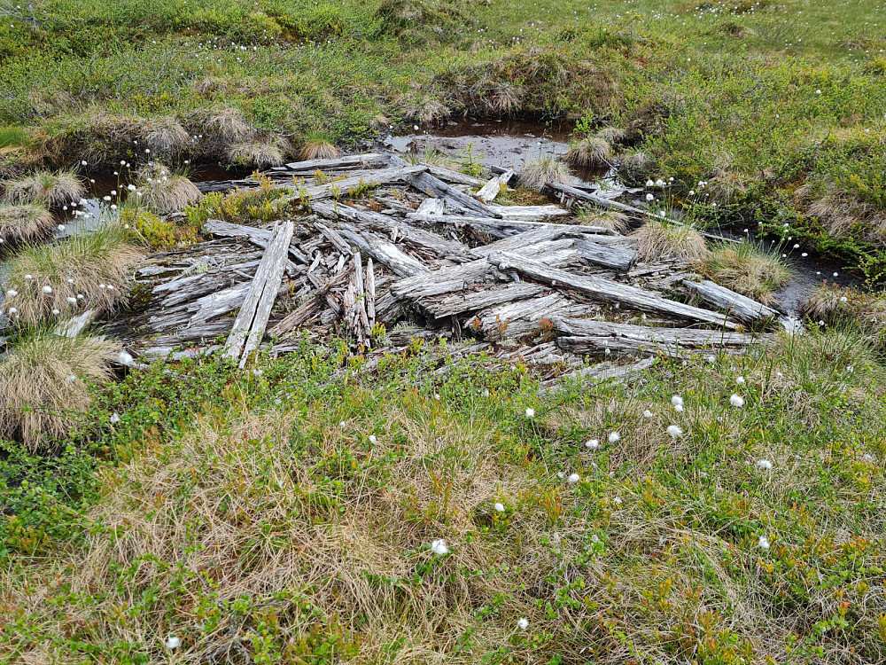 Rester av ei lyu på myr ved Grøtåsen