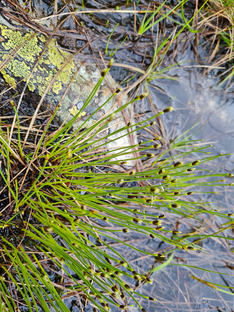 Småbjørneskjegg, Trichophorum cespitosum