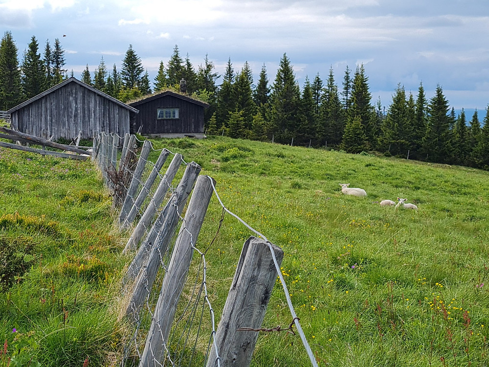 Aurmosetra på Grøtåsen