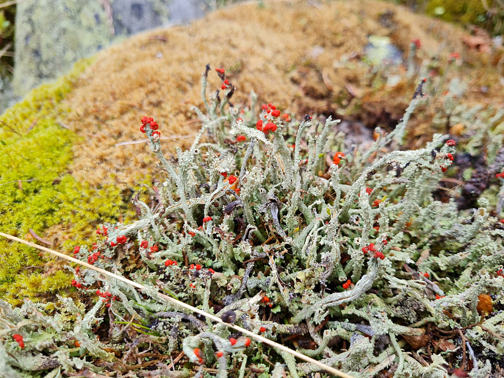 Blomsterlav, Cladenia bellidiflora