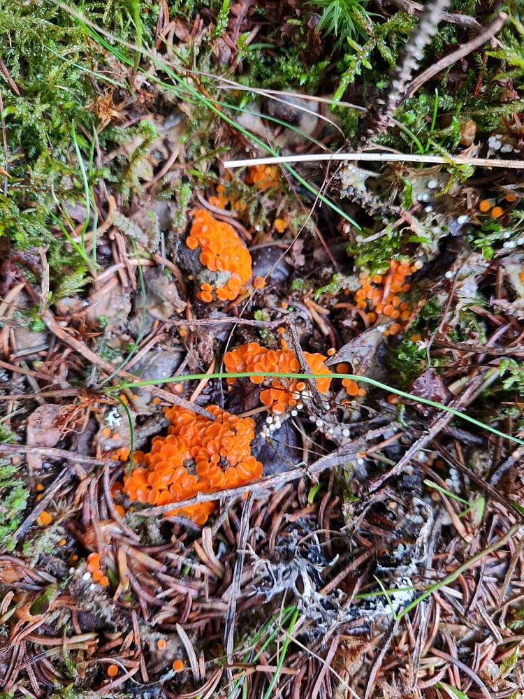 Oransje elgjeger, Byssonectria terrestris