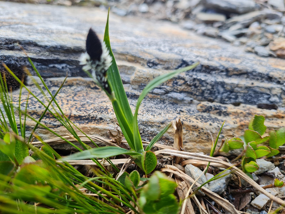 Svartstarr, Carex atrata, på Prestkampen