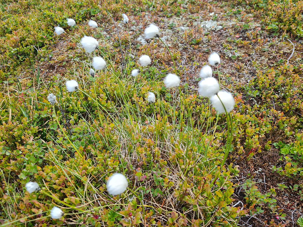 Snøull, Eriophorum scheuchzeri