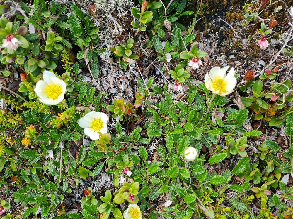 Reinrose