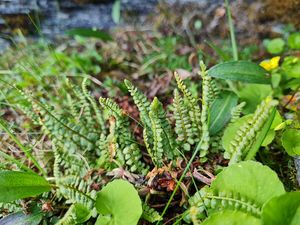 Grønnburkne, Asplenium viride