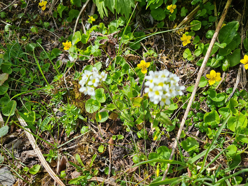 Bergskrinneblom, Arabis hirsuta