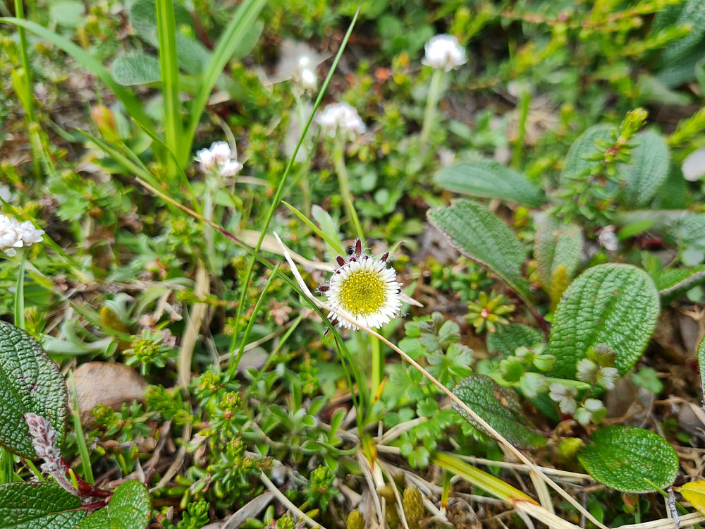 Snøbakkestjerne, Erigeron uniflorus
