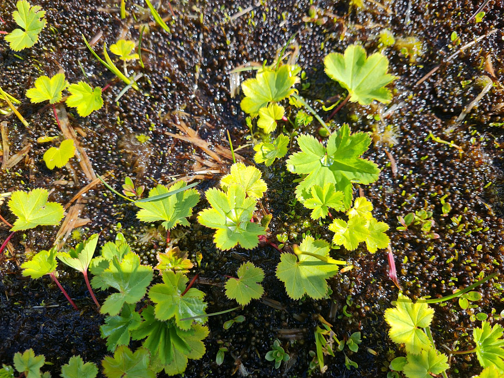 Kildemarikåpe, Alchemilla glomerulans