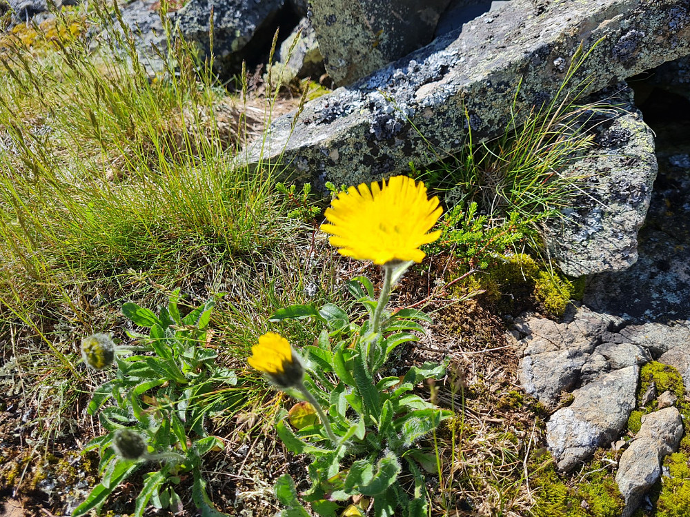 Fjellsveve