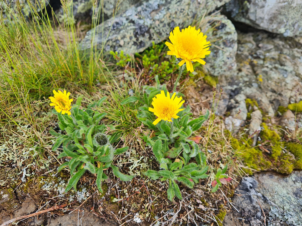 Fjellsveve