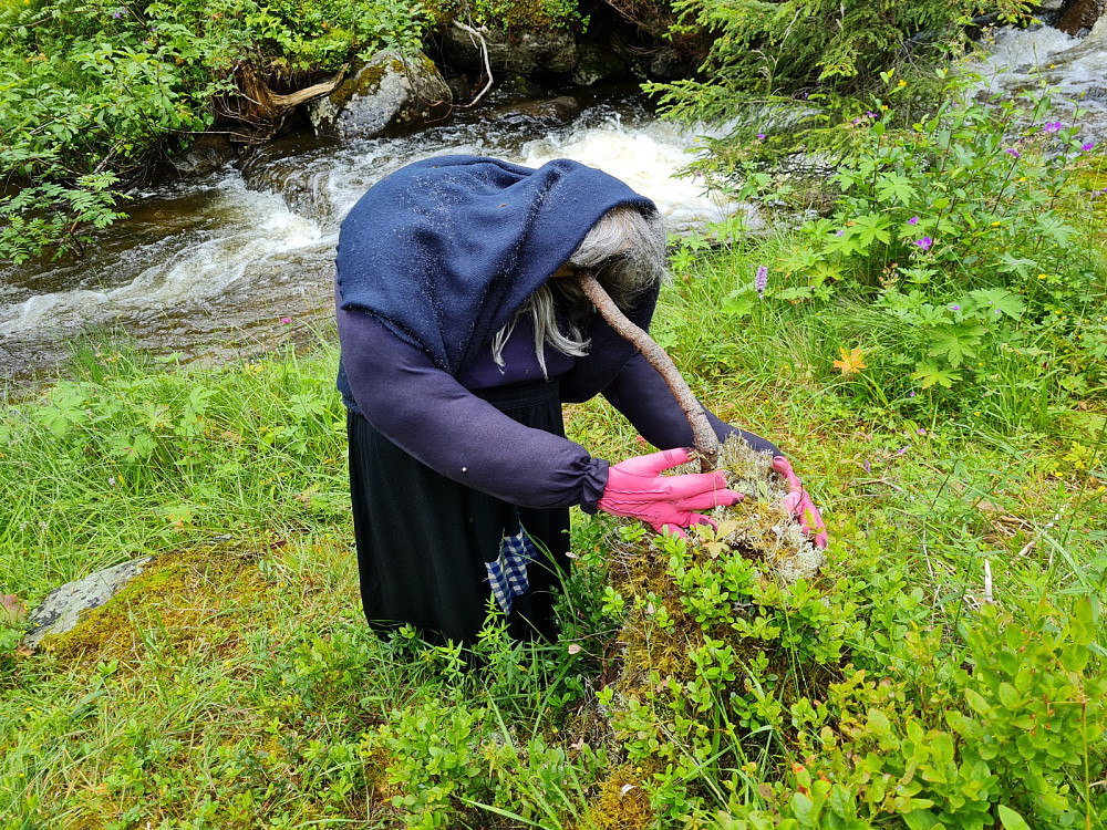 Traff kjerringa med nesa i stubben i dag