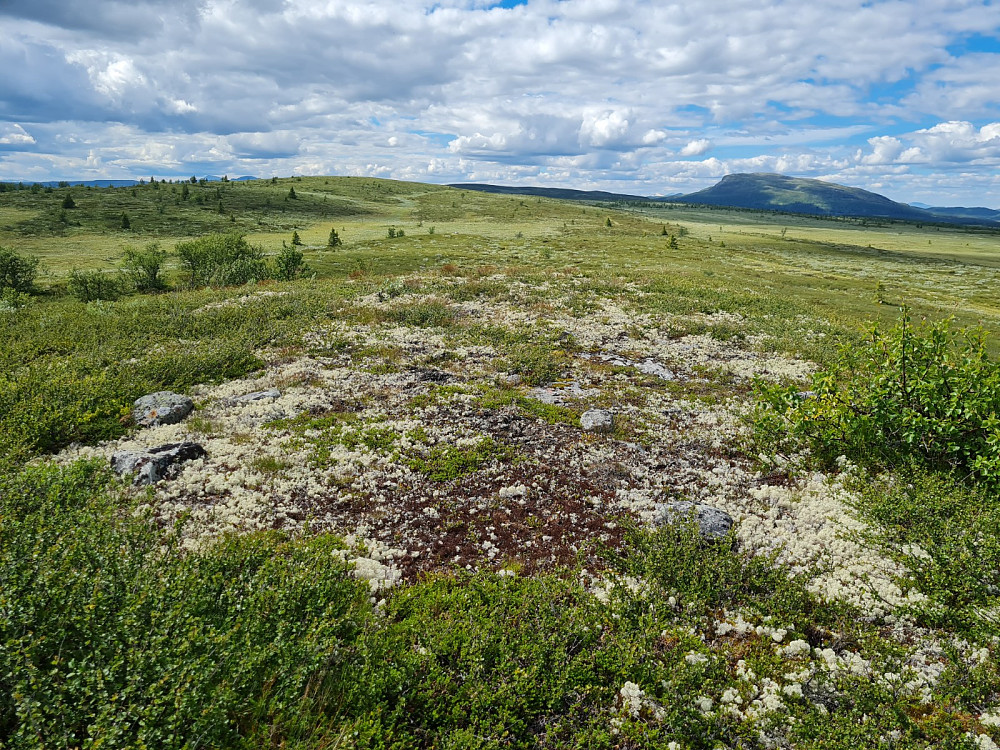 På Storhaugen,sør, med Ongsjøfjellet bak