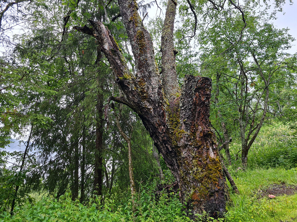 Storbjørka i Ulsrudvegen holder på å bli ganske amputert og gammel, - akkurat som undertegnede!