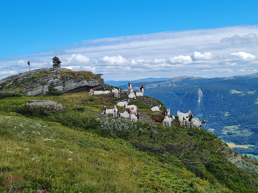 Geiteflokk på Linvikknappen