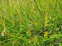 repelo_20240804_66af5dc3c7ad2.jpg