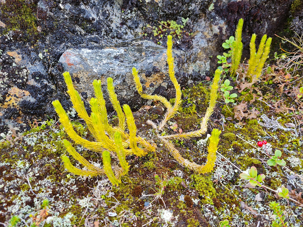 Fjell-lusegras på Torpevassfjellet