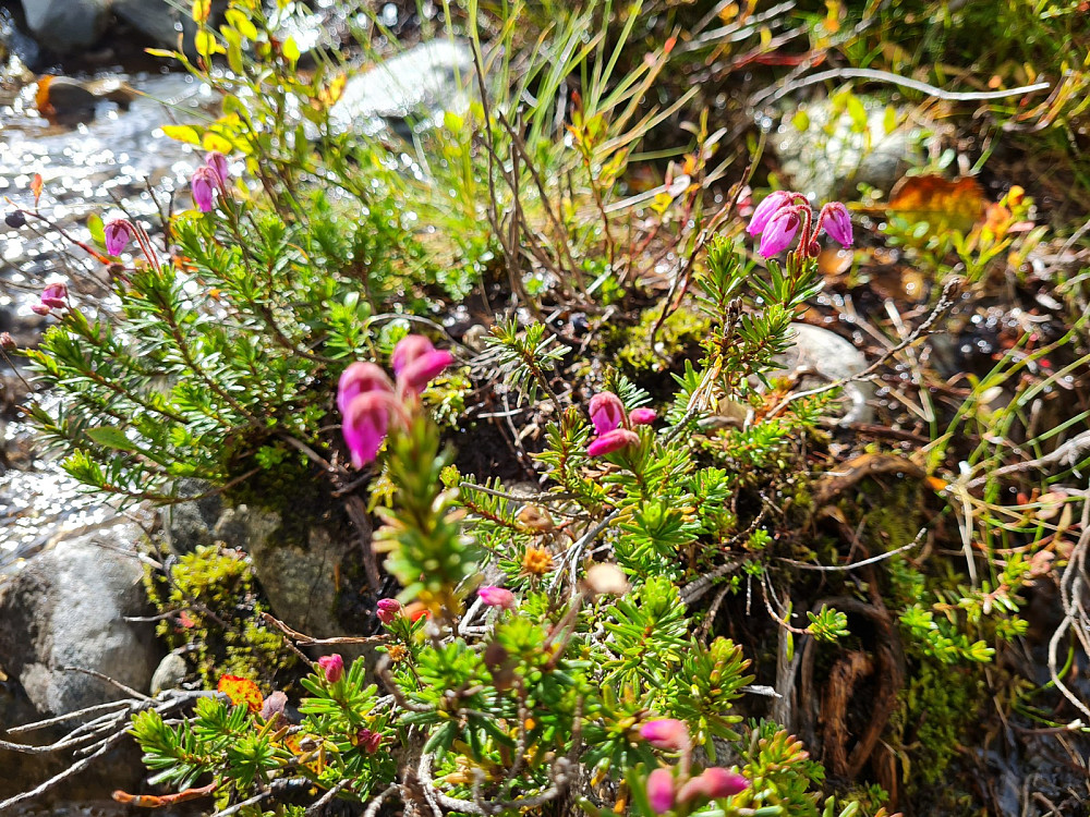 Blålyngen blomstrer fortsatt