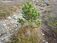 repelo_20240917_66e9784877717.jpg