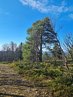 repelo_20240917_66e97849044c6.jpg
