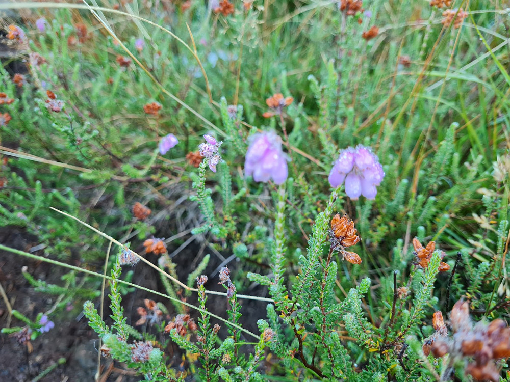 Klokkelyng, Erica tetralix