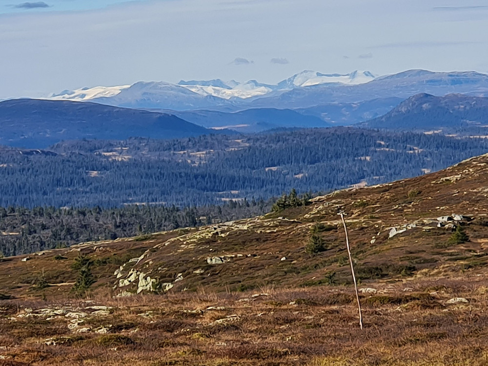 Jotunheimfjell fra Prestkjerringa, Tjørnholstind litt til høyre for midten
