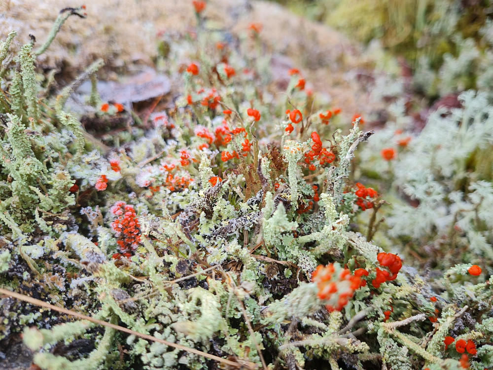 Blomsterlav, ihvertfall en Cladonia-art