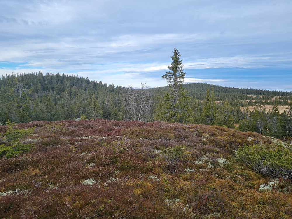 På Veslehaugen, vest, mot Storhaugen og Grøtåshaugen