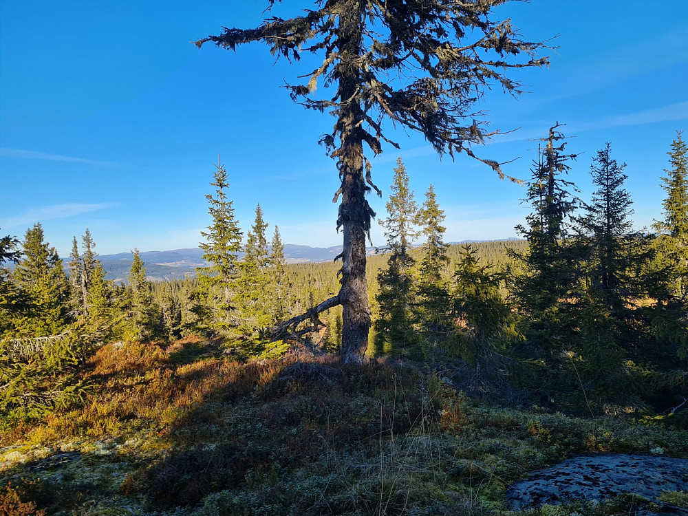 Rindåsen trigpunkt