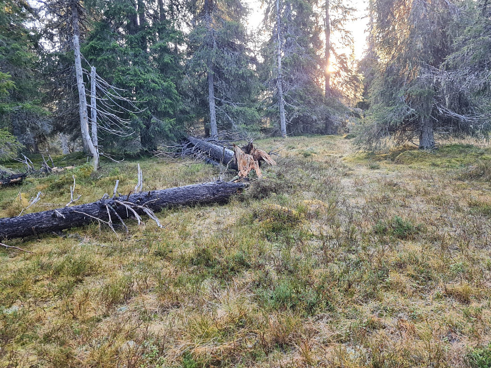 Storseterhøgda, toppunktet