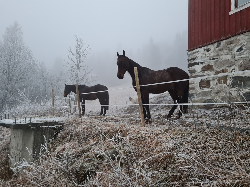 Hester i Barlund